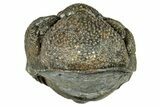 Long, Curled Morocops Trilobite - Morocco #323508-1